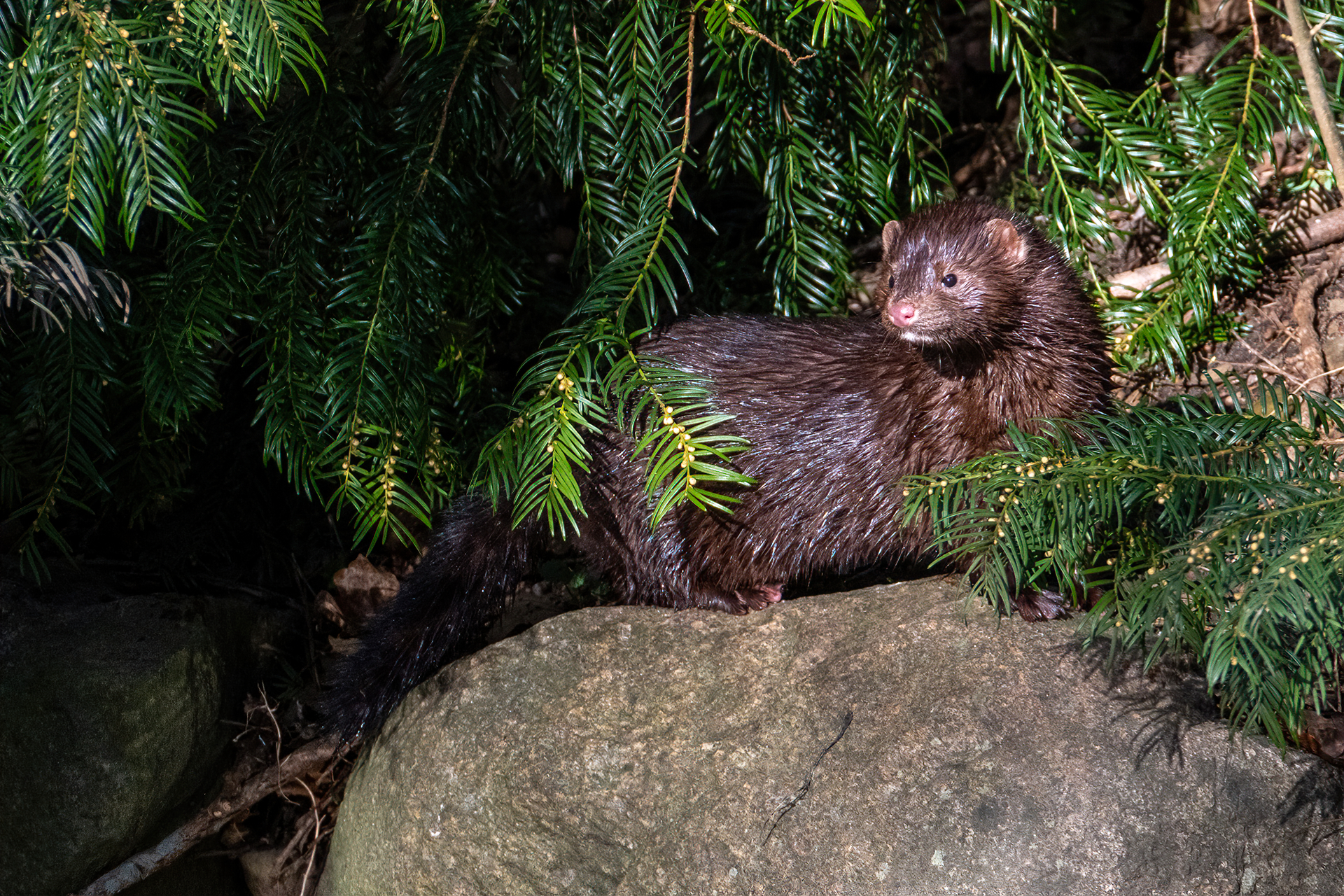 Mink