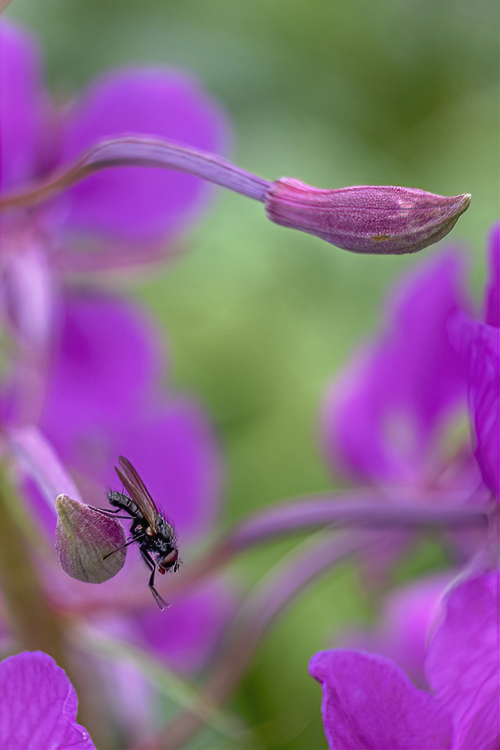 _IJK8797 kopiera_HDR